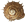Acanthinula aculeataTAGGSNÄCKA2,2 × 2,5 mm